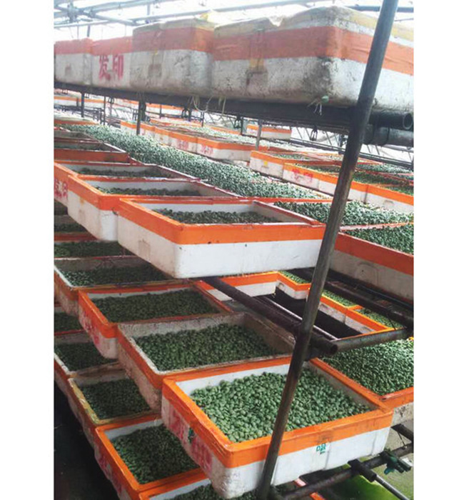 芽苗菜生產(chǎn)及培訓08