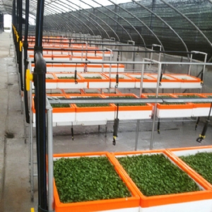 芽苗菜生產及培訓