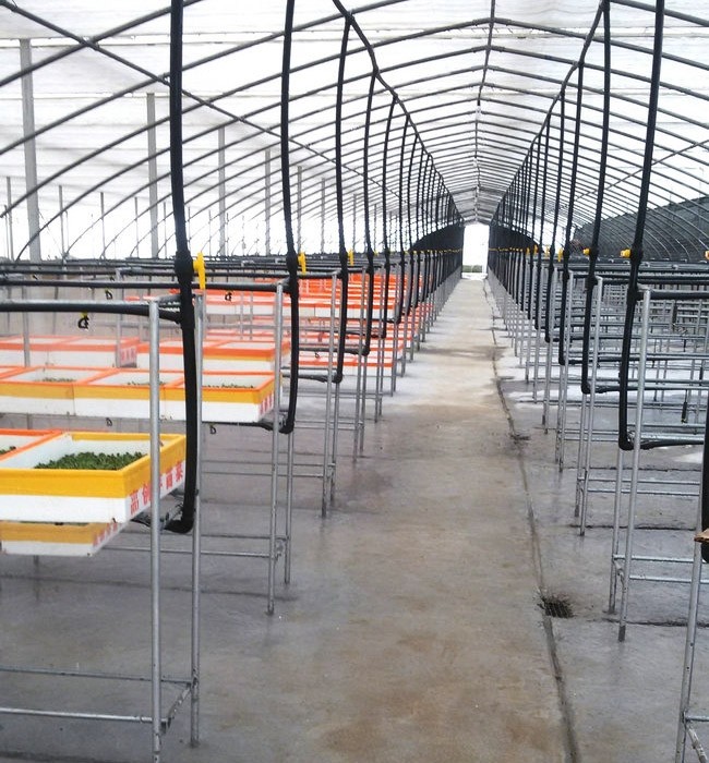 芽苗菜生長(zhǎng)必須的條件有哪些？